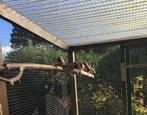 Amadines, Dieren en Toebehoren, Vogels | Overige Vogels, Meerdere dieren