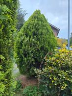 Conifeer, ca. 2.5m hoog, Tuin en Terras, Planten | Bomen, Ophalen of Verzenden, Bloeit niet, Halfschaduw, Overige soorten
