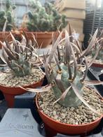 Cactus Tephrocactus Papyracanthus hort potmaat 12cm., Ophalen of Verzenden, Minder dan 100 cm, Bloeiende kamerplant, Volle zon