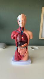 Anatomie pop 27 cm met uitneembare onderdelen, Ophalen, Zo goed als nieuw