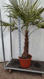 Trachycarpus fortunei 2,20 meter hoog, Tuin en Terras, Ophalen, Zomer, Volle zon, Palmboom