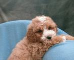 Prachtige hypoallergene labradoodle x cockapoo kruising, Dieren en Toebehoren, Nederland, Overige rassen, CDV (hondenziekte), 8 tot 15 weken