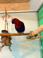 Edelpapegaai (pop), Dieren en Toebehoren, Vogels | Parkieten en Papegaaien, Vrouwelijk, Papegaai, Geringd