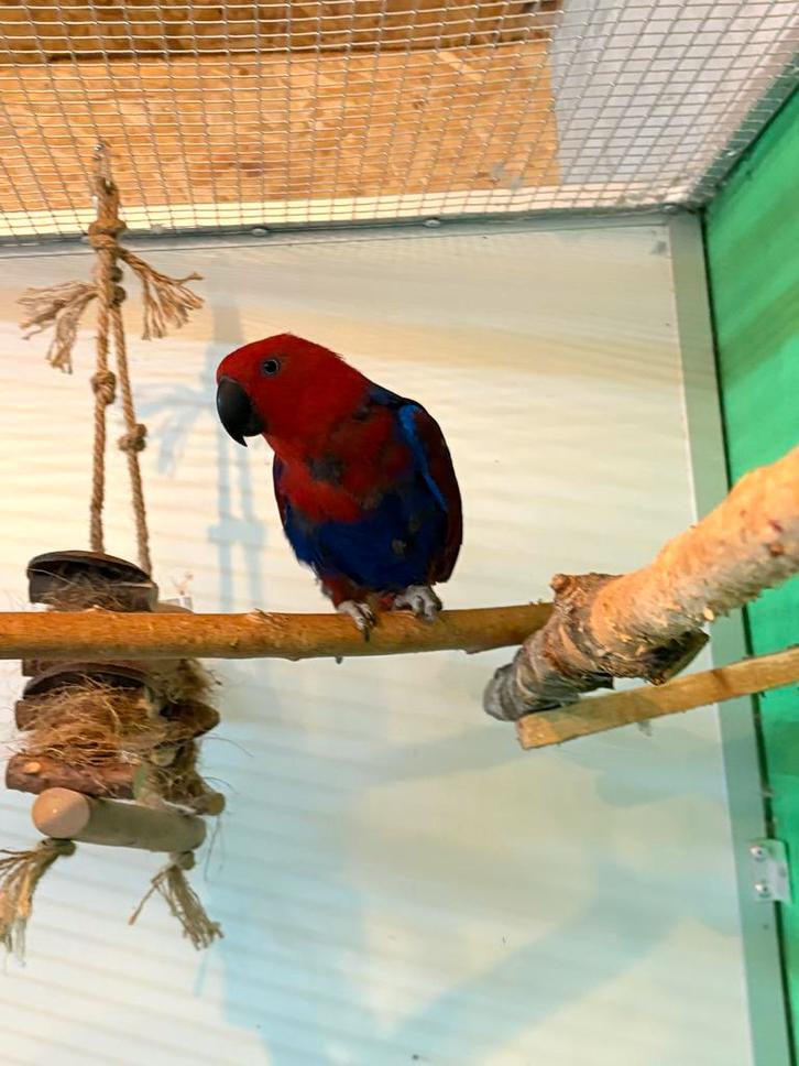 Edelpapegaai (pop), Dieren en Toebehoren, Vogels | Parkieten en Papegaaien, Papegaai, Vrouwelijk, Tam, Geringd