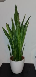 Mega Sanseveria – meterhoog & volle bos!, Ophalen, Halfschaduw, Minder dan 100 cm