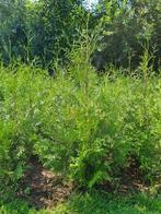 Thuja occ. &apos;Brabant&apos;, haagconifeer. tot 180 cm, Ophalen of Verzenden, 100 tot 250 cm
