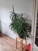 Grote Aloe Vera Plant, Huis en Inrichting, Kamerplanten, Ophalen