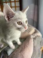 Huisdier, Dieren en Toebehoren, Katten en Kittens | Raskatten | Korthaar, Poes, Met stamboom, 0 tot 2 jaar