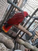 Edel papegaai (halmahera), Dieren en Toebehoren, Vogels | Parkieten en Papegaaien, Vrouwelijk, Papegaai, Pratend