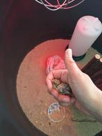 1 chinese dwergkwartel, Vrouwelijk, Tropenvogel