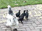 Brahma haantjes 4 weken oud, Dieren en Toebehoren, Pluimvee, Mannelijk, Kip