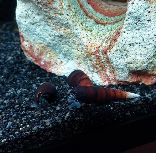 Sulawesi Blue Faunus 3 slakken, Tickets en Kaartjes, Kortingen en Cadeaubonnen, Overige typen, Cadeaubon