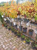 Sierkers op stam - Prunus serrulata 'Royal Burgundy', Tuin en Terras, Ophalen, Volle zon, Overige soorten