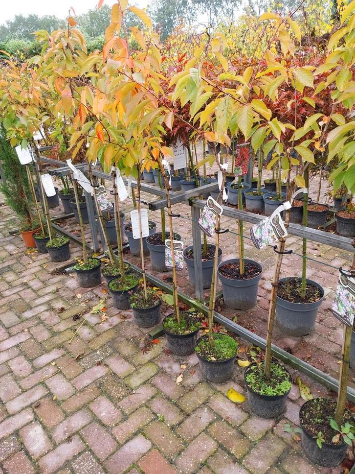 Sierkers op stam - Prunus serrulata 'Royal Burgundy', Tuin en Terras, Planten | Bomen, Overige soorten, Volle zon, Ophalen