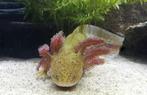 Gezocht Axolotls, Dieren en Toebehoren, Amfibie, 0 tot 2 jaar