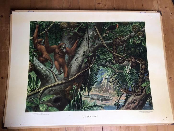 Oude schoolplaat Op Borneo, Antiek en Kunst, Antiek | Schoolplaten, Natuur en Biologie, Ophalen