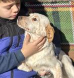 FREIDA LIEF SPEELS MENSGERICHT, PUP,  MIDDELMAAT ZOEKT FAMIL, Particulier, Rabiës (hondsdolheid), 15 weken tot 1 jaar, Buitenland