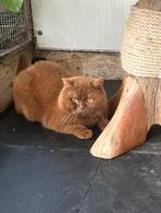Ter dekking BritsKorthaar Cinnamon stamb Hcm pkd getest, Dieren en Toebehoren, Katten en Kittens | Dekkaters