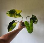 Philodendron Burle Marx variegata stekken, Ophalen of Verzenden, Halfschaduw, Minder dan 100 cm