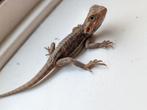 0.1 baardagaam pogona vitticeps, Dieren en Toebehoren, Hagedis, 0 tot 2 jaar