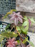 Wonderboom - Ricinus Communis, Ophalen of Verzenden, Zomer, Volle zon