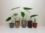 Set kamerplantjes, alocasia, hoya, zamioculcas, epipremnum, Huis en Inrichting, Kamerplanten, Overige soorten, In pot, Minder dan 100 cm
