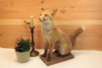 Taxidermie - opgezette jonge vos, Verzamelen, Dierenverzamelingen, Ophalen of Verzenden, Gebruikt, Wild dier, Opgezet dier