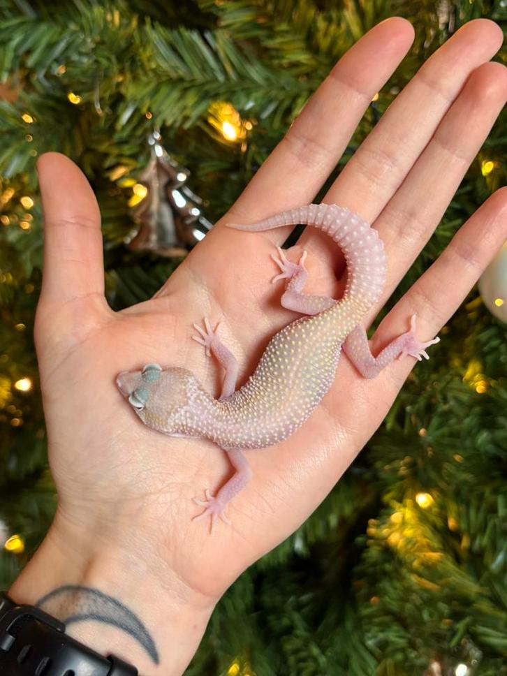 Gem snow patternless luipaardgekko vrouw