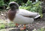 Te koop 2 Woerden geelblauw wildkleur kwakertjes, Dieren en Toebehoren, Pluimvee, Mannelijk, Eend