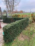 Prachtige hagen te koop, Tuin en Terras, Ophalen, Bloeit niet, Volle zon, Overige soorten