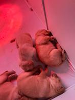 Labrador Puppy's te koop, Dieren en Toebehoren, Honden | Retrievers, Spaniëls en Waterhonden, Overige rassen, Meerdere, Meerdere dieren