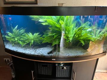 Aquarium 450 liter beschikbaar voor biedingen