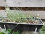 Prei plantjes 5 stuks 5.00 euro, Tuin en Terras, Planten | Tuinplanten, Ophalen of Verzenden, Zomer, Volle zon