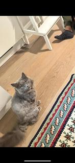 Nieuw huis gezocht voor Noorse Boskat x Turkse angora mix, Dieren en Toebehoren, Katten en Kittens | Raskatten | Langhaar, Poes