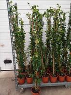 Toscaanse Jasmijn 150cm hoog €12,50, Tuin en Terras, Ophalen, Klimplanten, Volle zon