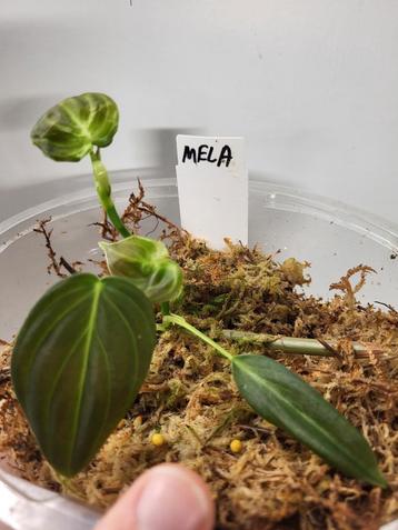Philodendron Melanochrysum  beschikbaar voor biedingen