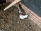 Toompje javakrielen. Haan met drie hennen, Dieren en Toebehoren, Meerdere dieren, Kip