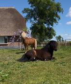 Wie geeft shetlanders Pieter en Smurf een nieuw Thuis, Dieren en Toebehoren, Paarden, Minder dan 160 cm, Gechipt, 3 tot 6 jaar