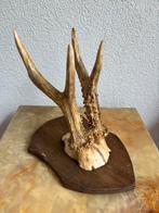 Gewei ree 20x12x20, Ophalen of Verzenden, Zo goed als nieuw, Hert, Gewei of Kop