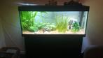JUWEL Aquarium Rio 240, Ophalen, Zo goed als nieuw, Gevuld zoetwateraquarium
