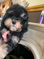 Black and Tan Toy/Dwergpoedel Teefje, Poedel, CDV (hondenziekte), 8 tot 15 weken, Teef