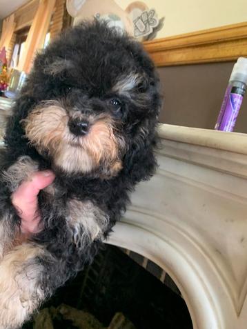 Black and Tan Toy/Dwergpoedel Teefje beschikbaar voor biedingen