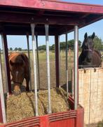 Opfok veulen, Dieren en Toebehoren, Opfok