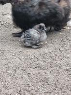 USA zijdehoen kuiken, Dieren en Toebehoren, Geslacht onbekend, Kip