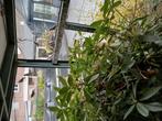 Kleur kanaries, Dieren en Toebehoren, Vogels | Kanaries, Meerdere dieren, Kleurkanarie