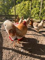 Wyandotte haan, Dieren en Toebehoren, Pluimvee, Mannelijk, Kip