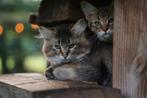 Schitterende grote wildkleur kittens, Ontwormd, Meerdere dieren, 0 tot 2 jaar