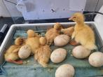 Kuikens van de Amerikaanse pekingeend, Dieren en Toebehoren, Pluimvee, Meerdere dieren, Kip