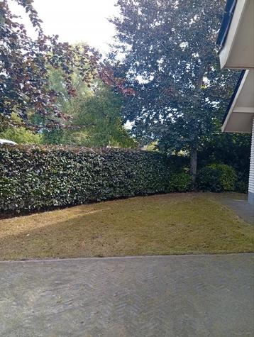Zoekt u een tuinman in omgeving Pijnacker Zoetermeer  beschikbaar voor biedingen