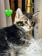 Maine coon kittens, Meerdere dieren, 0 tot 2 jaar